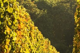 1859_Oregon_Wine_Grapes
