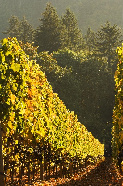 1859_Oregon_Wine_Grapes