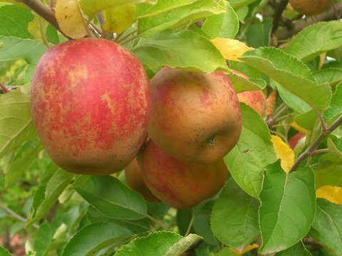 apple-from-e.z.-orchards-cidre-co