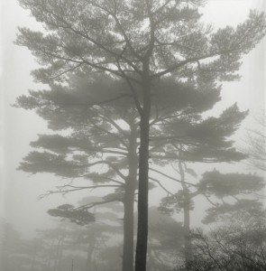2012-summer-1859-willamette-valley-eugene-oregon-what-im-working-on-russel-wong-photographer-huangshan-trees