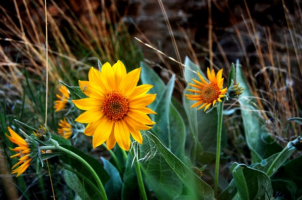 1859_wildflowers_stephanie_hinson_3