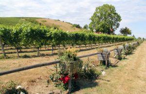 Yamhill-Valley-Vineyard-vineyard