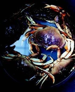 2010-Winter-Oregon-Coast-Bounty-pot-full-of-crabs