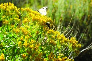 2011-Autumn-Eastern-Oregon-Hike-Outdoors-The-Steens-bees