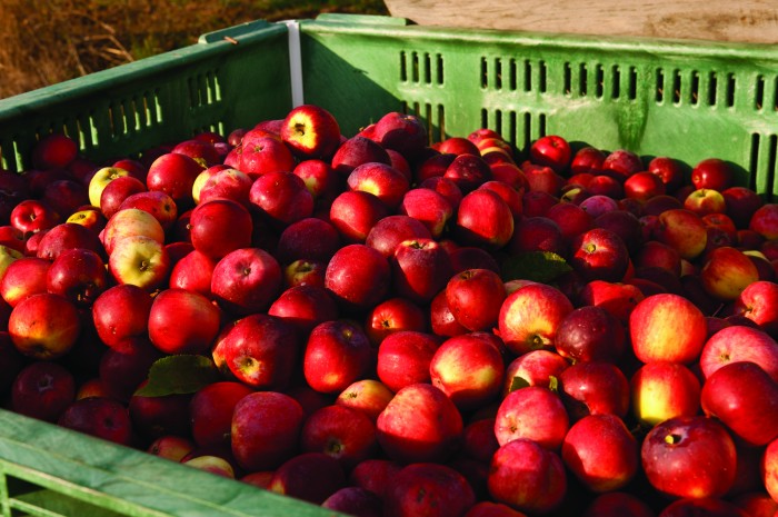 2011-Autumn-Oregon-Bounty-Willamette-Valley-Wandering-Aengus-crate-of-apples-for-hard-cider-production
