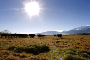 2011-Spring-Eastern-Oregon-Wallowas-McClaran-Ranch-grass-and-hay-fed-cattle-grazing-underneath-hot-sun
