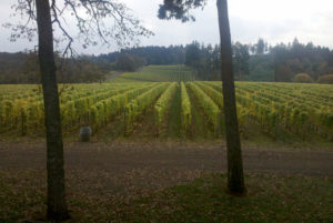 wine-crush-2011-Oregon-McMinnville-Vista-Hills-Panther-Creek-vineyards-C