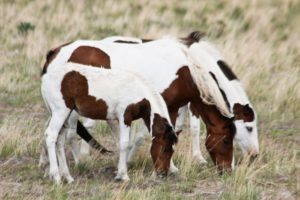 2012-september-october-1859-eastern-oregon-steens-mountains-gallery-wild-mustangs-adult-child-grazing