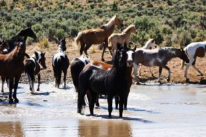 2012-september-october-1859-eastern-oregon-steens-mountains-gallery-wild-mustangs-in-water-observing-photographer
