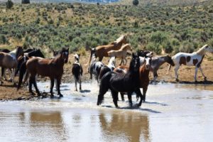 2012-september-october-1859-eastern-oregon-steens-mountains-gallery-wild-mustangs-in-water-spotted-photographer