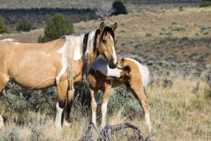 2012-september-october-1859-eastern-oregon-steens-mountains-gallery-wild-mustangs-mother-and-child