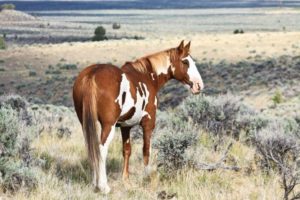 2012-september-october-1859-eastern-oregon-steens-mountains-gallery-wild-mustangs-plains-and-horse