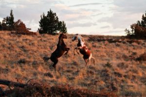 2012-september-october-1859-eastern-oregon-steens-mountains-gallery-wild-mustangs-two-horses-rearing