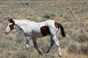 2012-september-october-1859-eastern-oregon-steens-mountains-gallery-wild-mustangs-young-horse
