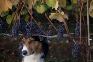 2012-september-october-1859-magazine-willamette-valley-oregon-wine-crush-dog-and-grapes