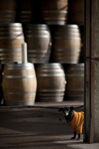 2012-september-october-1859-magazine-willamette-valley-oregon-wine-crush-dog-in-warehouse-barrels