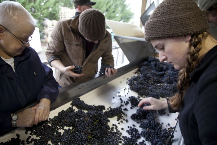 2012-september-october-1859-magazine-willamette-valley-oregon-wine-crush-sorting-grapes
