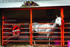 july-august-2012-1859-eastern-oregon-pendleton-rodeo-history-pony-at-pendleton-round-up