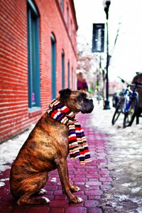 2012-Winter-Central-Oregon-Travel-Bend-downtown-dog-with-scarf