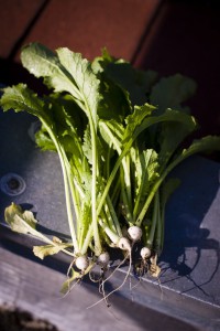 2013-january-february-1859-magazine-portland-oregon-farm-to-table-roof-top-garden-noble-rot-leather-storrs-baby-turnips