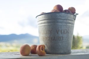 1859_July_August_Jared_Cruce_Valley_View_Peaches_4