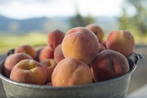 1859_July_August_Jared_Cruce_Valley_View_Peaches_5
