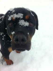 laronda-acuff-sack-moose-puppy-snow