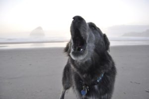 shannon-sbarra-oregon-coast-beach-dog-yawn
