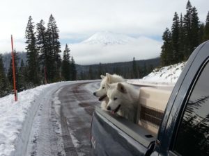 todd-mccullough-samoyeds-chilly-roland-mt-bachelor-background