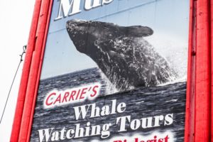 Talia_Galvin_Coast_Carrie_Newell_Whalewatching_Depoe_Bay_Museum_Sharks_Sea_Lions_1