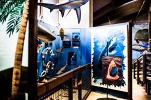Talia_Galvin_Coast_Carrie_Newell_Whalewatching_Depoe_Bay_Museum_Sharks_Sea_Lions_3