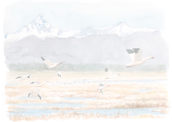 1859_Nov_Dec_2015_Feature-Birding_Karen_Eland_snow-geese-spread