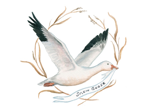 1859_Nov_Dec_2015_Feature-Birding_Karen_Eland_snow-goose-copy