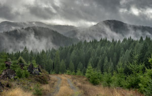 1859_Photo-of-the-Week_Jan-25_Alsea-Mountain-Oregon_Joan-Martelli_630x400