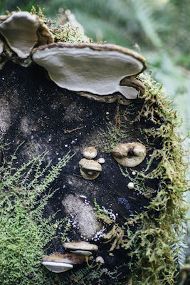 mushrooms, foraging
