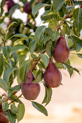 jen jones, oregon pears, parkdale oregon