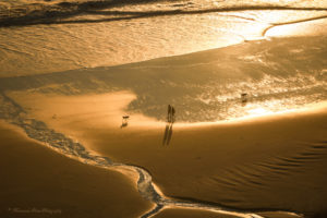 mermanda dawn photopgraphy, oregon postcard