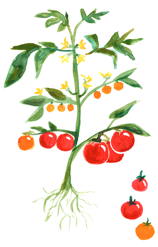 Oregon tomato