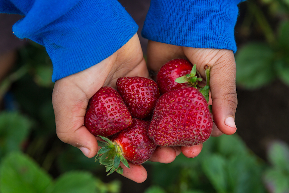 salem harvest, strawberries