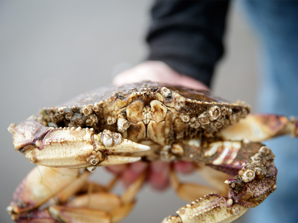 Although commercial fishing of Dungeness Crab is a limited set of months, personal crabbing can be enjoyed year round. Many of the saltwater bays along the Oregon Coast, and even the bridges in the city of Seaside can yield a bucket. Photo by Rob Kerr