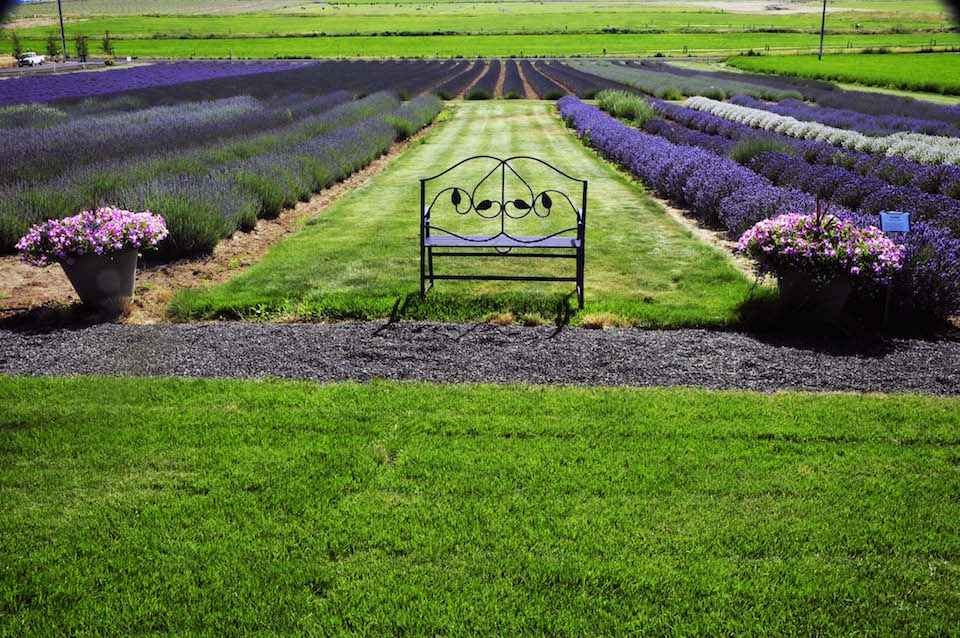 cascade lavender farm