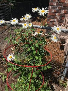 daisies and tomatoes