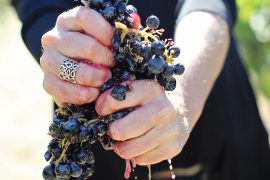 Rachel Martin squeezing grapes at Red Lilly Wine