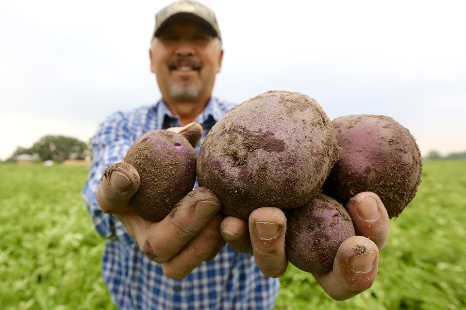 Oregon Potatoes