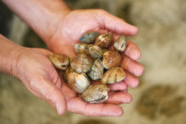 A variety of clams can be found on the Oregon Coast, including razor clams and bay clam varieties such as butter, littleneck, cockles and gaper clams.