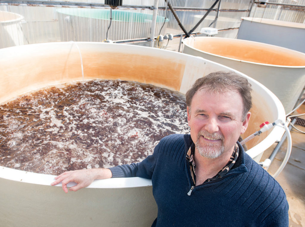 Chris Langdon, shown near a vat of growing dulse, has been growing and studying dulse at Hatfield Marine Science Center in Newport for decades.