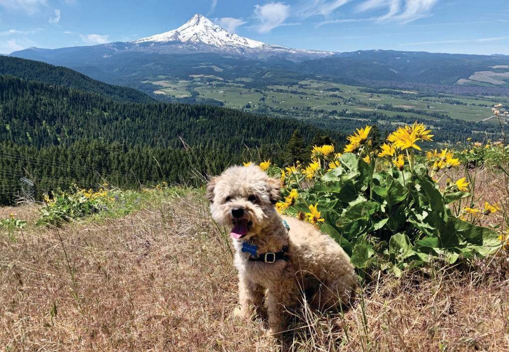 Linus soaks in some sun on the Bald Butte Trail near Hood River.