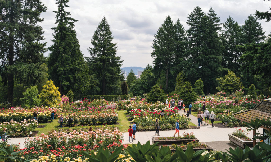 Portland’s International Rose Test Garden in Washington Park.