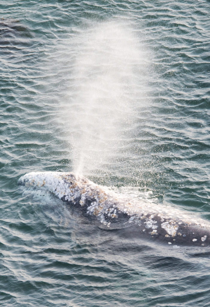 Catch the spring whale migration as these giant mammals head to the cooler waters near Alaska and feed along the Oregon Coast.