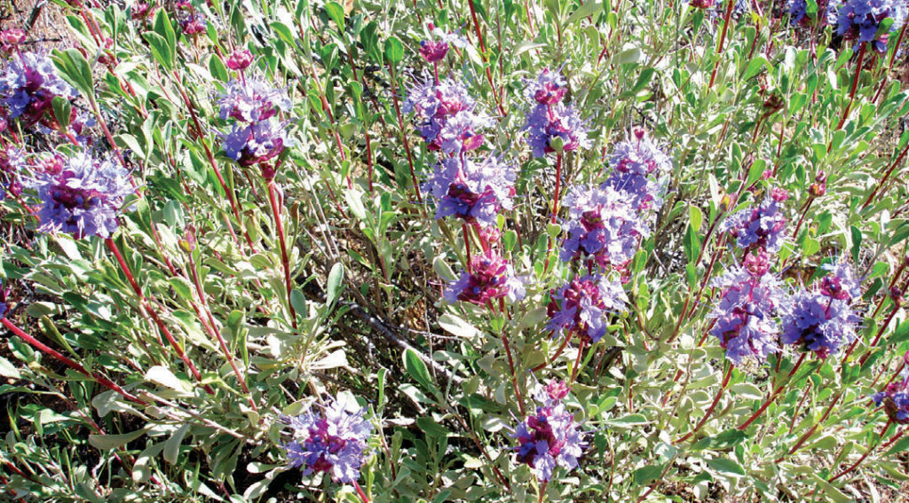 Purple sage plants bloom at the Sheep Rock Unit at John Day Fossil Beds National Monument.